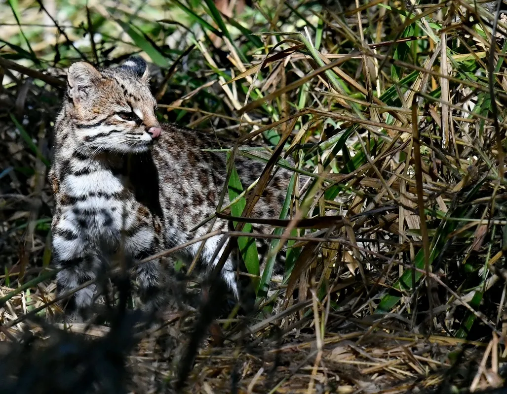 Tirica en la selva paranaense