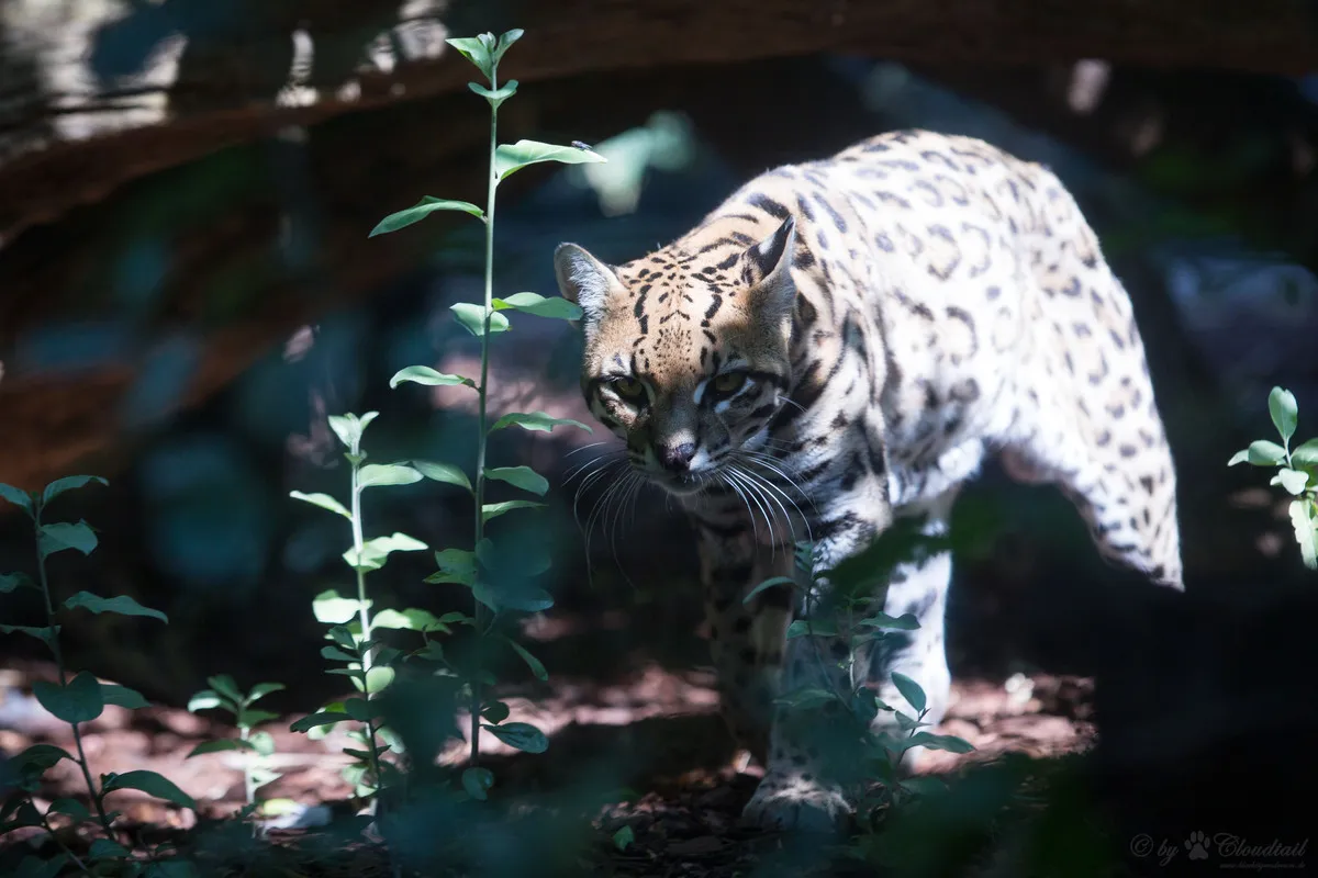 Ocelote en primer plano