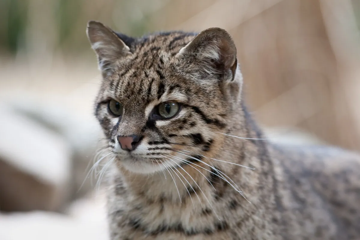 Gato montés