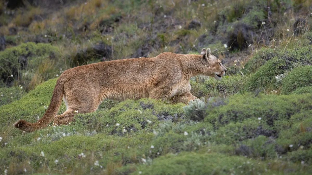 Puma en la montaña