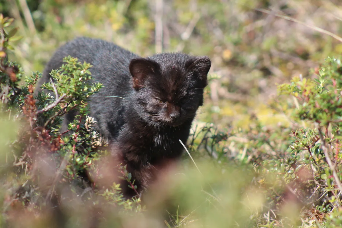 Gato huiña en alerta