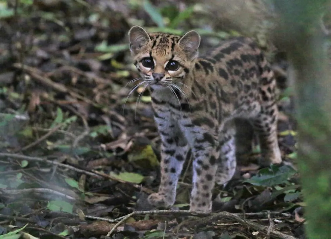 Margay entre las ramas