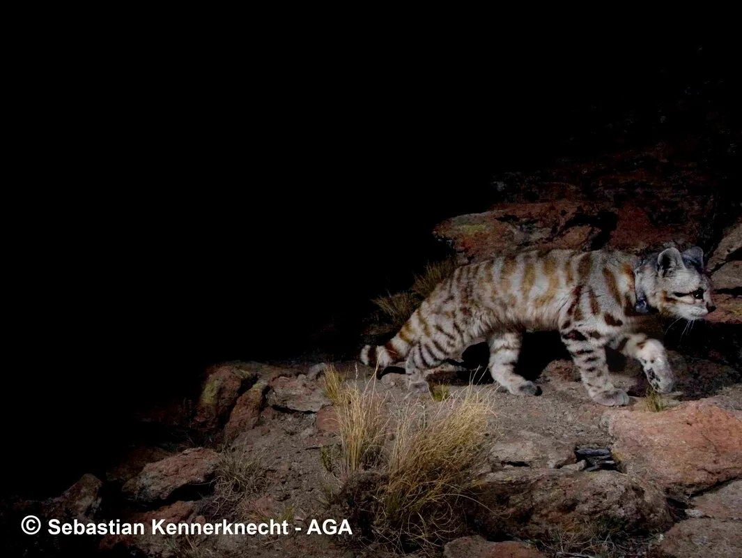Gato andino en la puna argentina