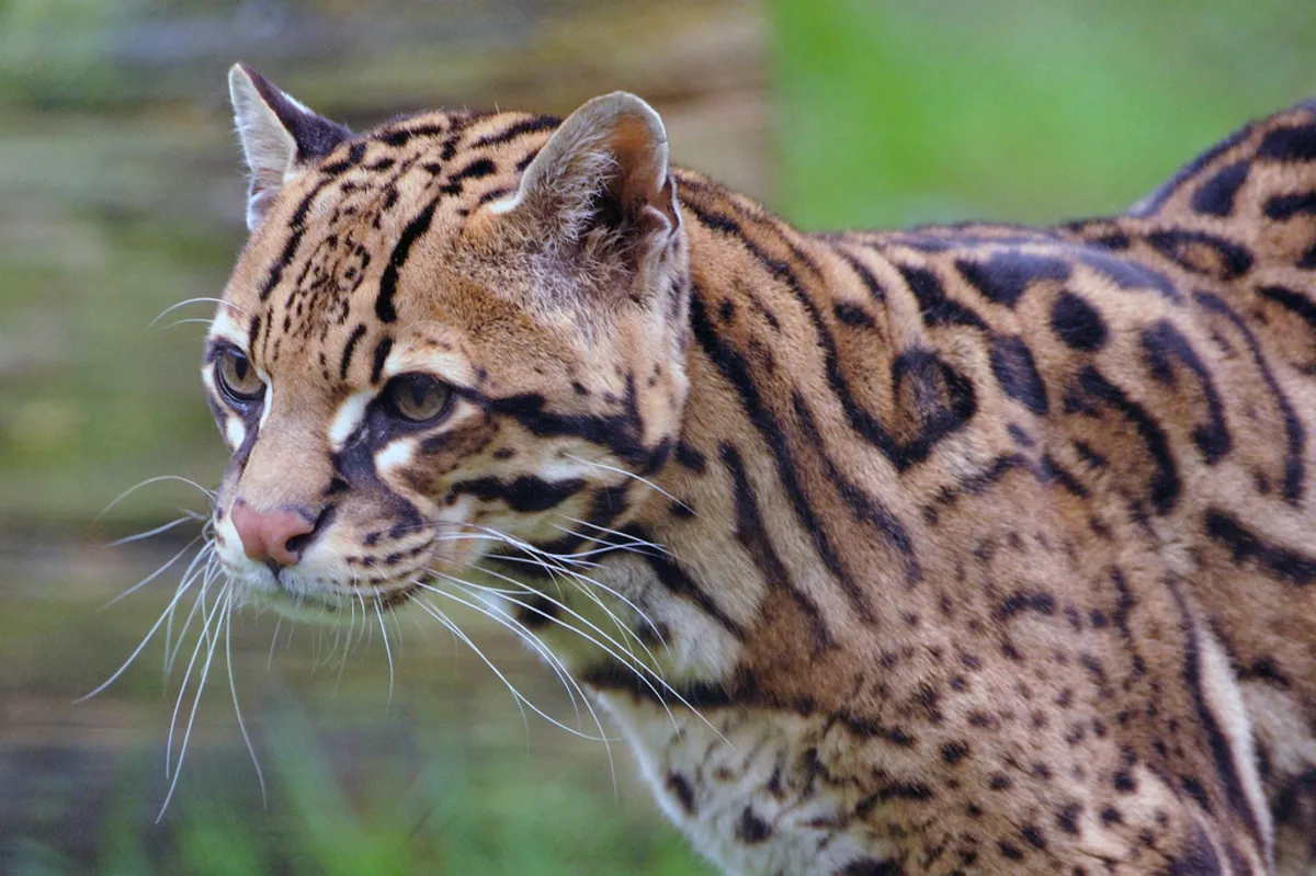 Ocelote en ambiente selvático