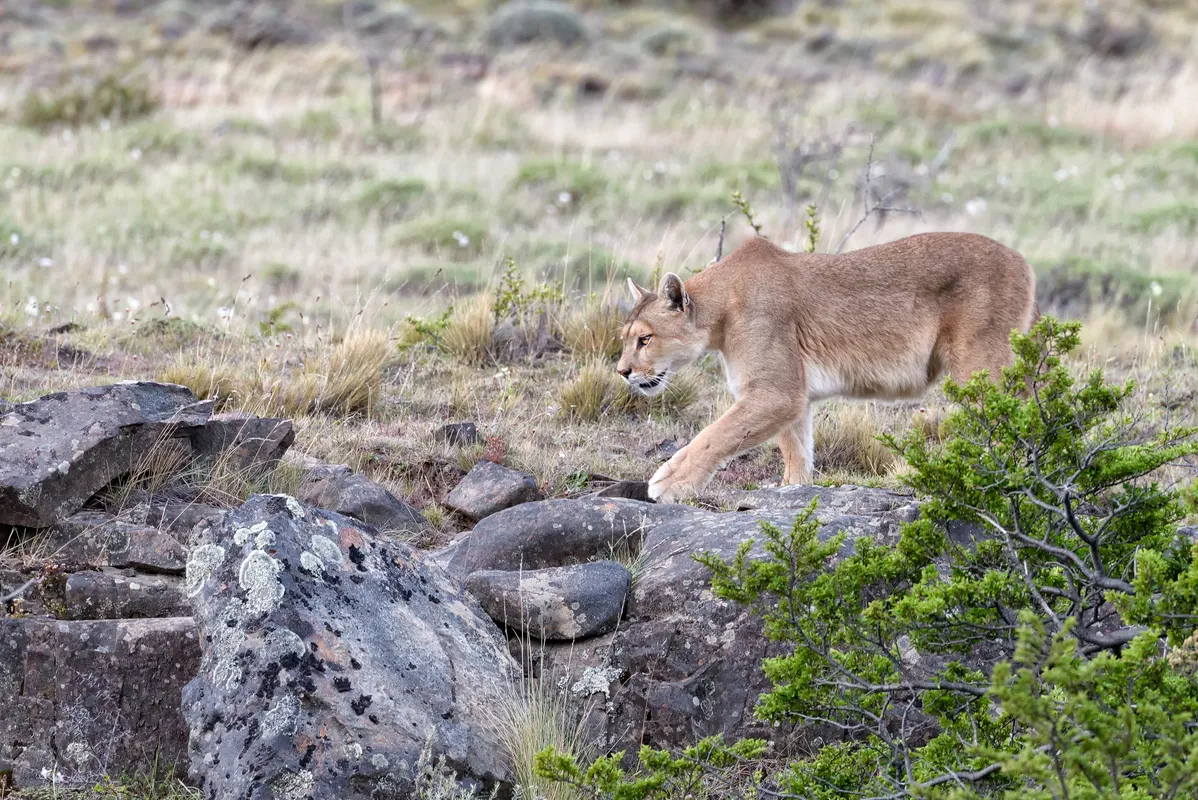 Puma en primer plano