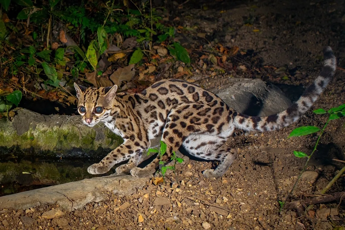 Margay en la selva misionera