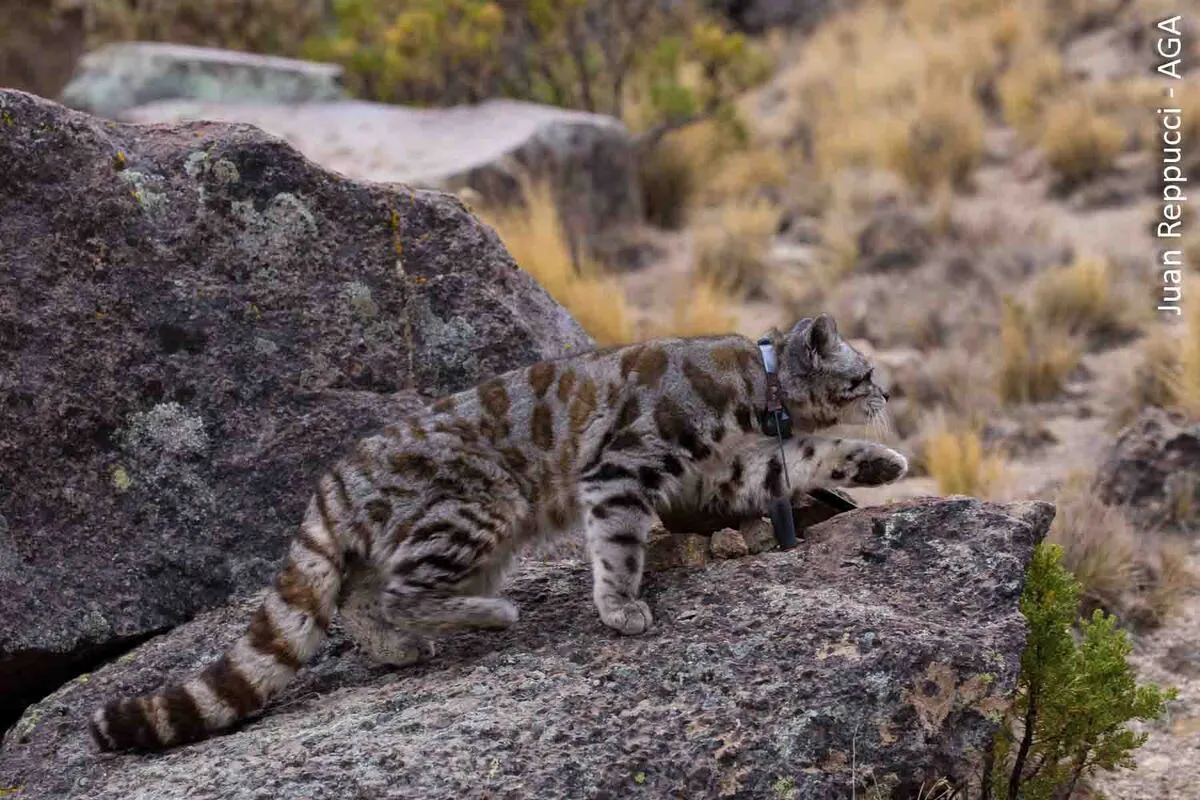 Gato andino en ambiente rocoso