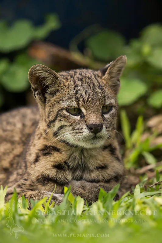 Gato montés