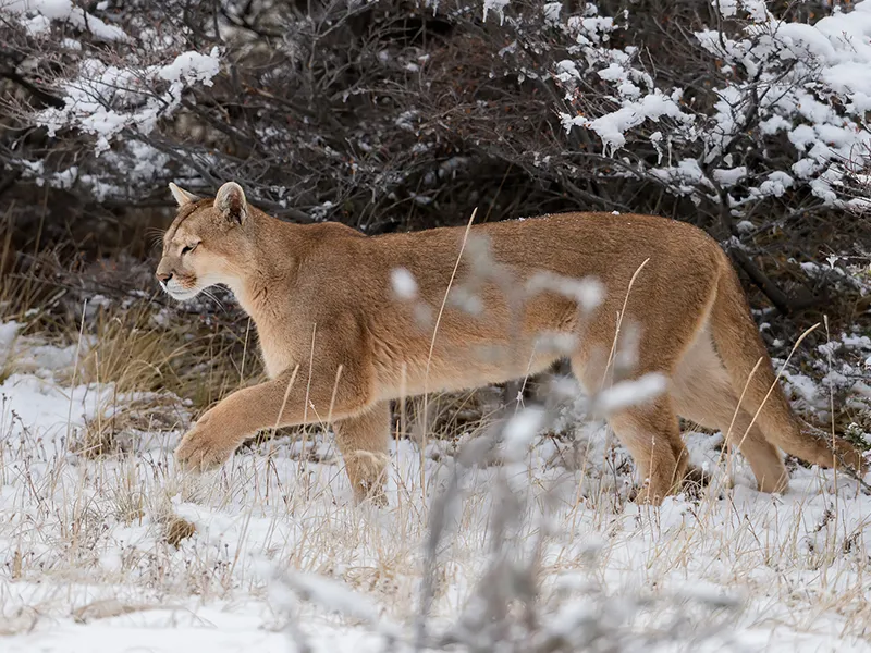 Puma mostrando su estructura esbelta y pelaje uniforme
