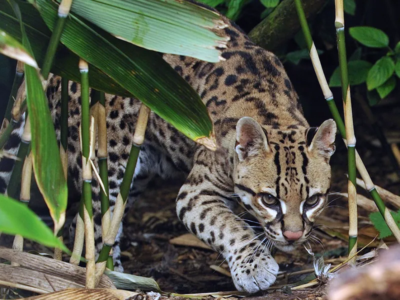 Ocelote mostrando su pelaje con ocelos característicos
