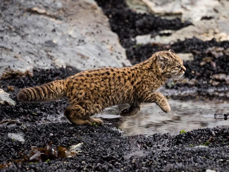 Gato huiña mostrando su pequeño tamaño y pelaje manchado