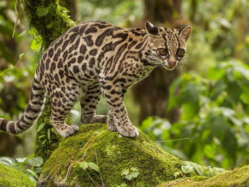 Margay mostrando su pelaje denso y ojos saltones