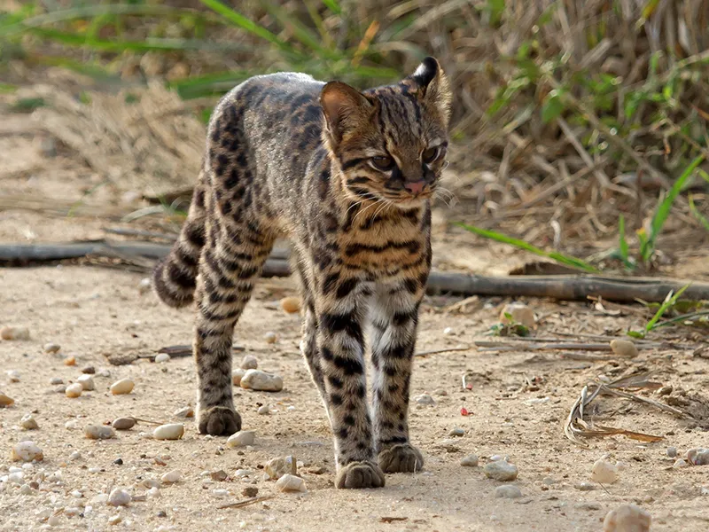 Tigrina mostrando su pelaje ocre con manchas negras