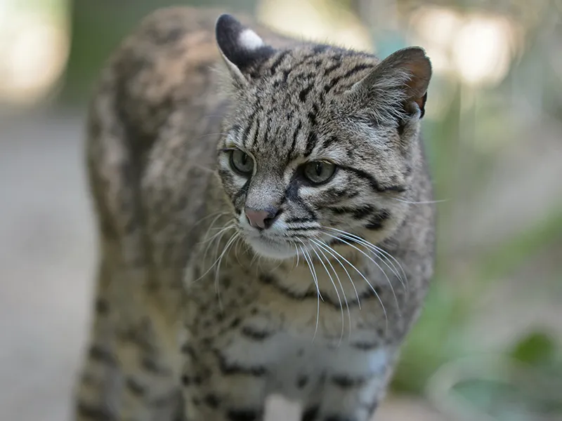 Gato montés en su hábitat natural