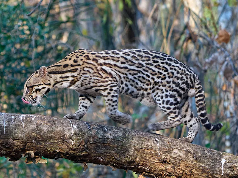 Ocelote caminando sobre un tronco