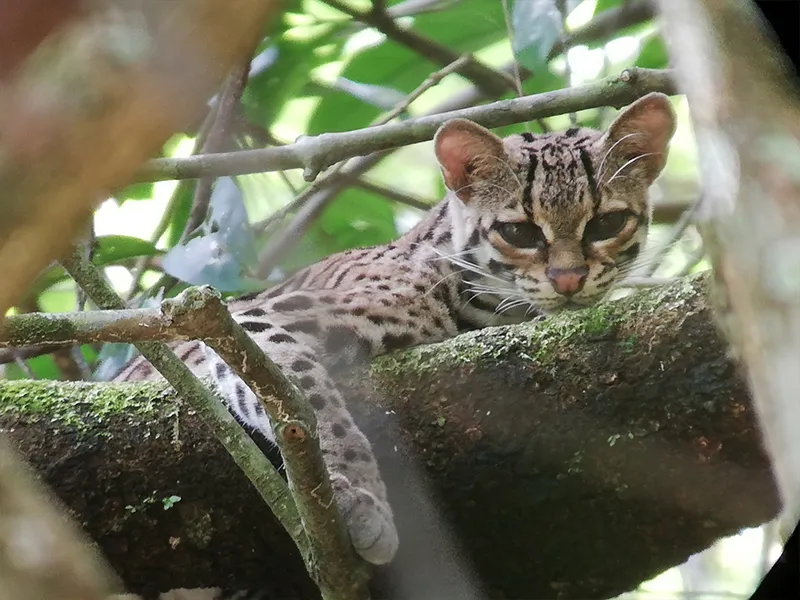 Margay desplazándose entre las ramas