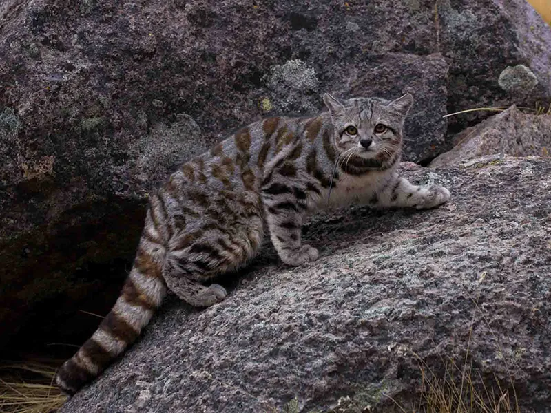 Gato andino en su hábitat natural