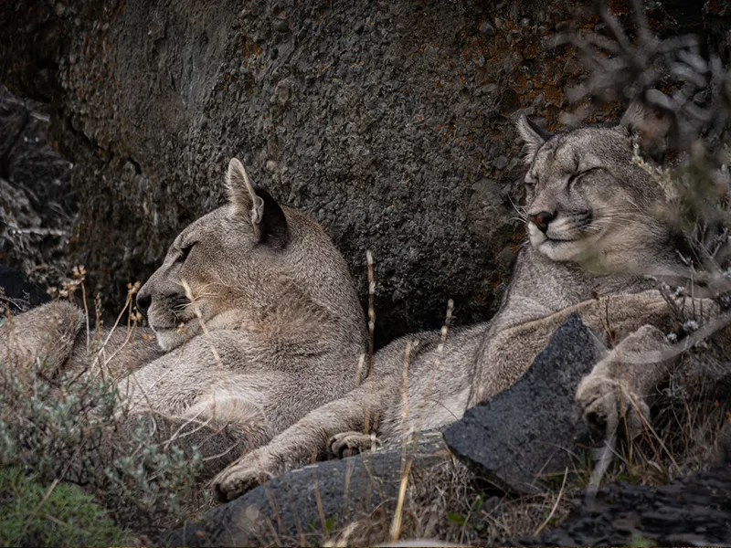 Puma desplazándose por su territorio