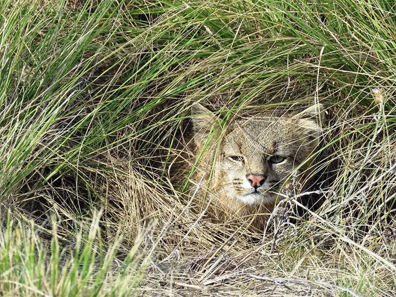 Gato del Pajonal caminando de perfil