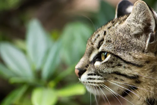 Gato montés entre la vegetación