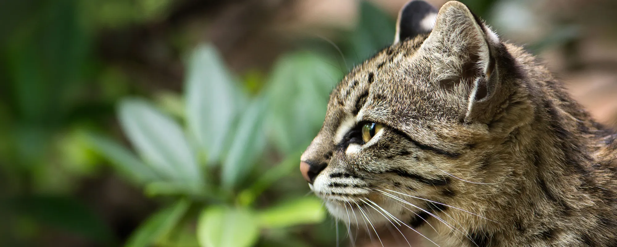 Gato montés entre la vegetación