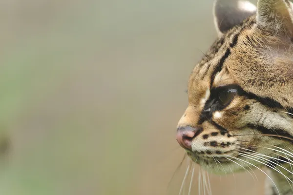 Margay en las ramas de un árbol