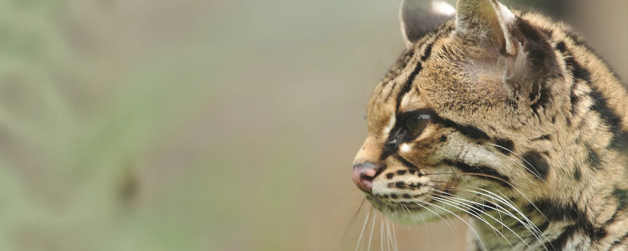 Margay en las ramas de un árbol