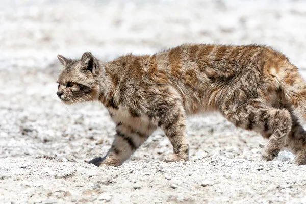 Gato andino sobre rocas en ambiente de alta montaña
