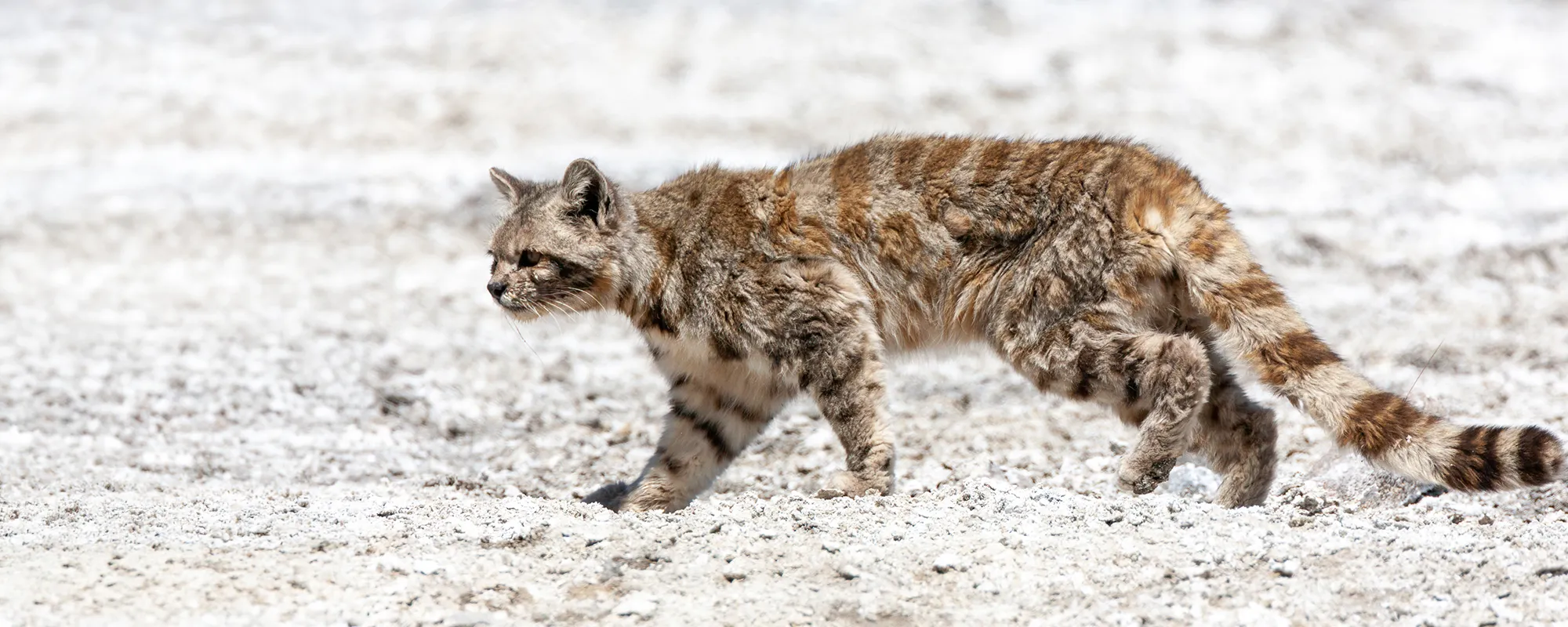 Gato andino sobre rocas en ambiente de alta montaña