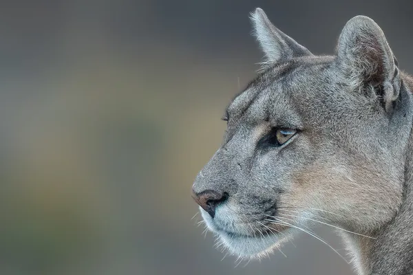 Puma sobre rocas en un ambiente semiárido patagónico