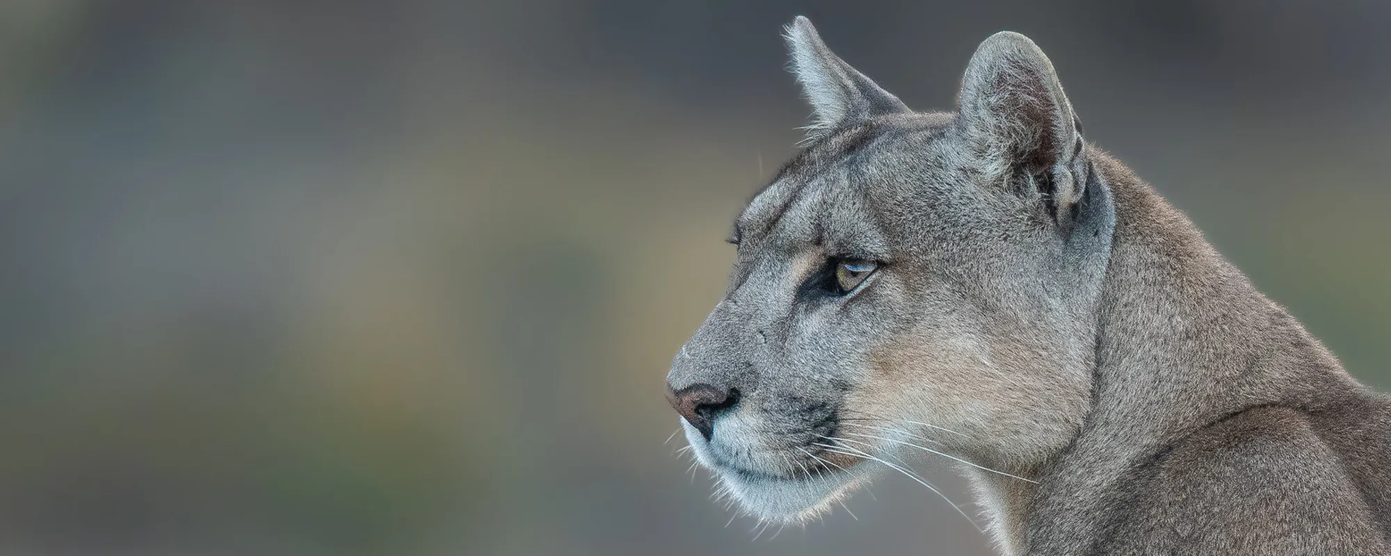 Puma sobre rocas en un ambiente semiárido patagónico