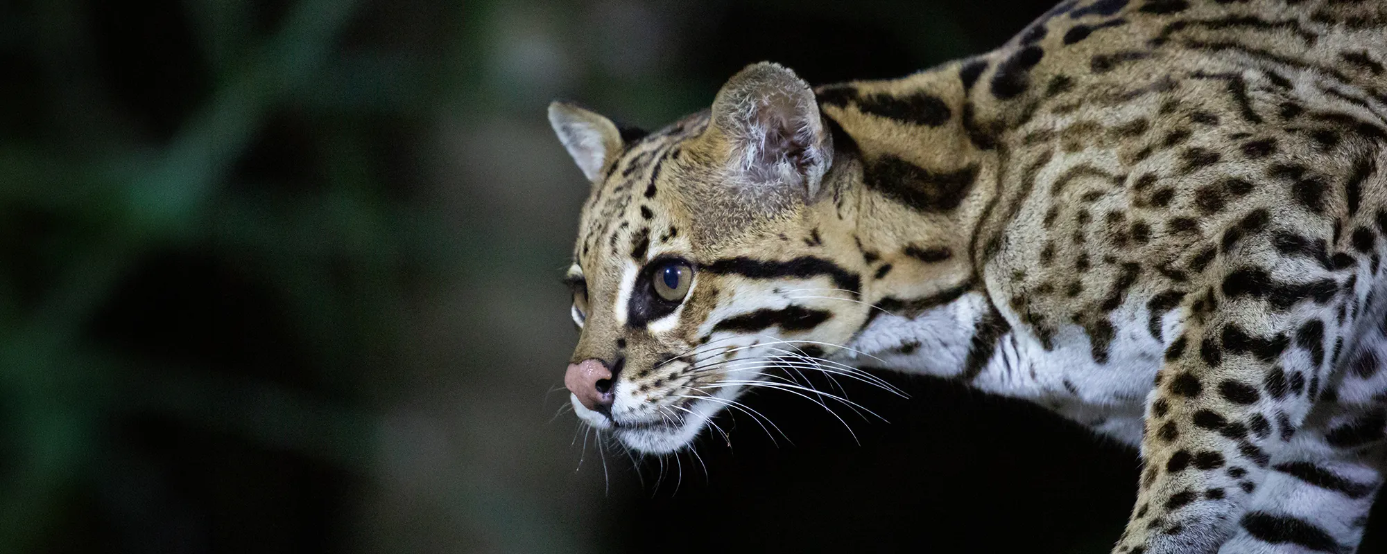 Ocelote entre la vegetación del bosque chaqueño