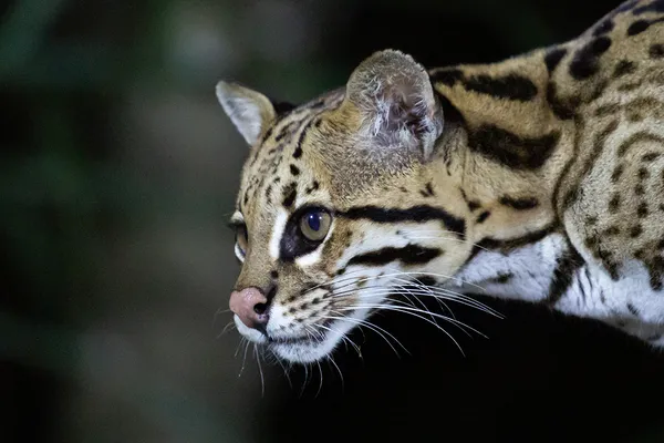 Ocelote entre la vegetación del bosque chaqueño
