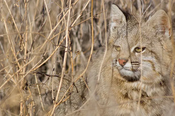 Gato del pajonal entre pajonales
