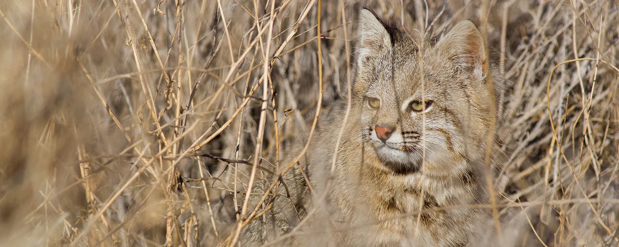 Gato del pajonal entre pajonales