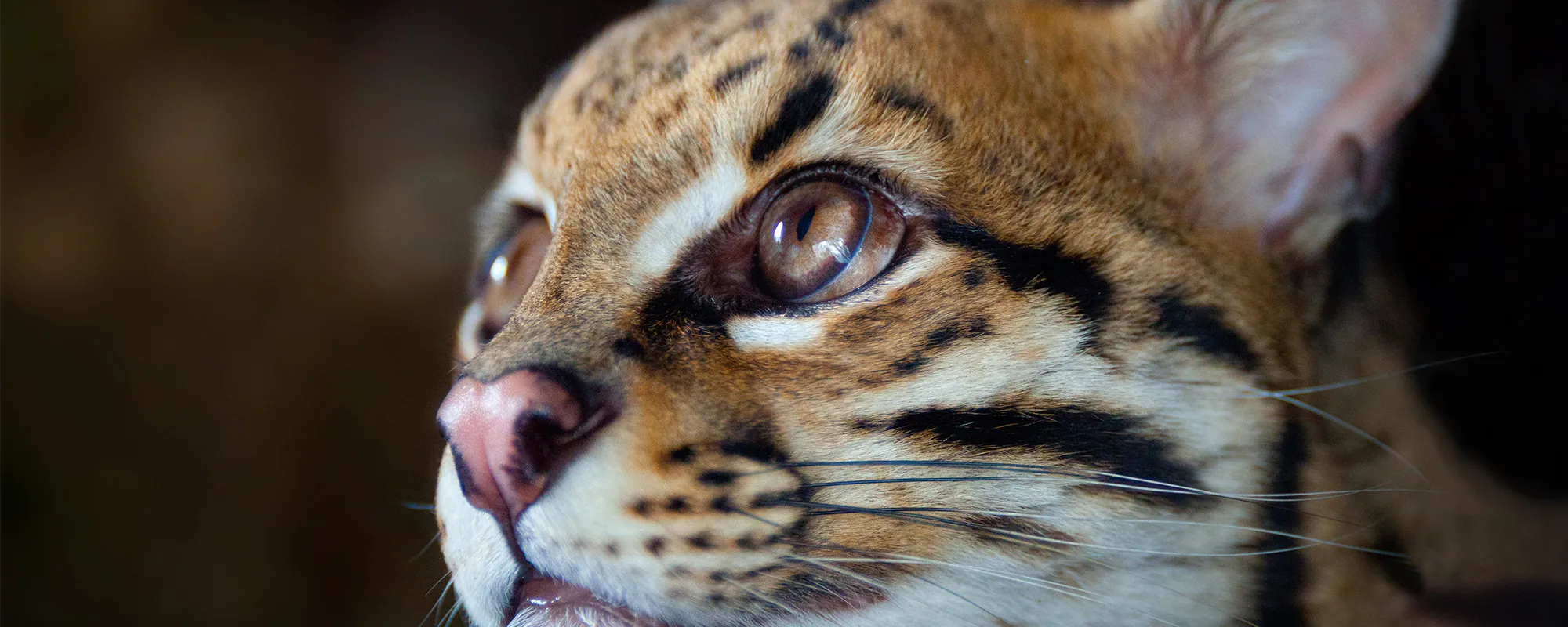 Felino en su hábitat natural en Argentina
