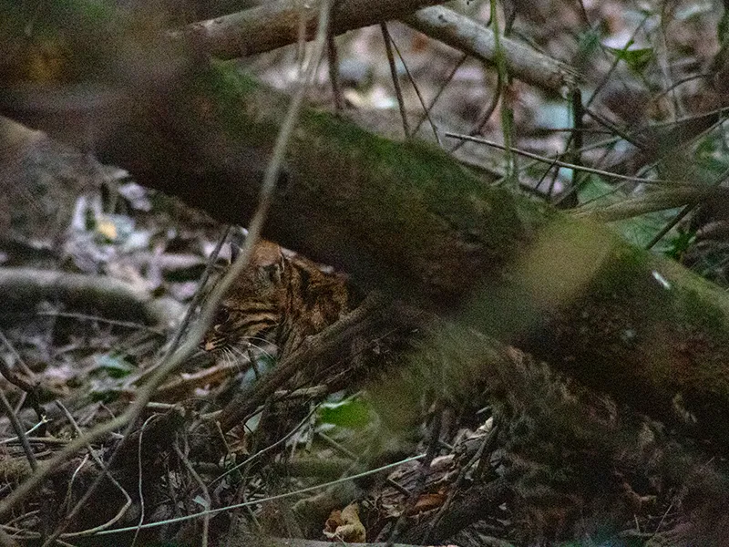 Tirica fotografiado en la selva paranaense