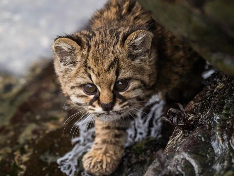 Gato huiña fotografiado en el bosque valdiviano