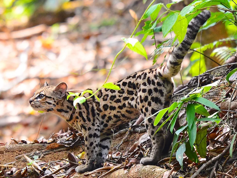 Margay en su hábitat forestal