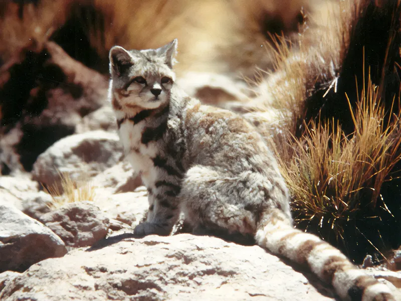 Gato andino fotografiado en la puna