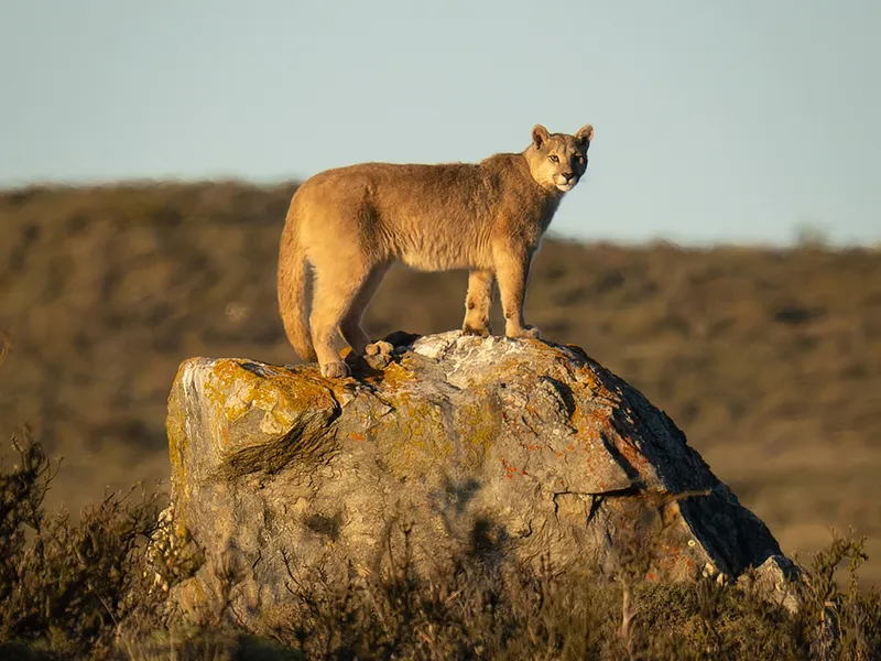 Puma fotografiado en la estepa patagónica