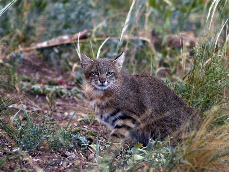 Gato del Pajonal capturado por una cámara trampa