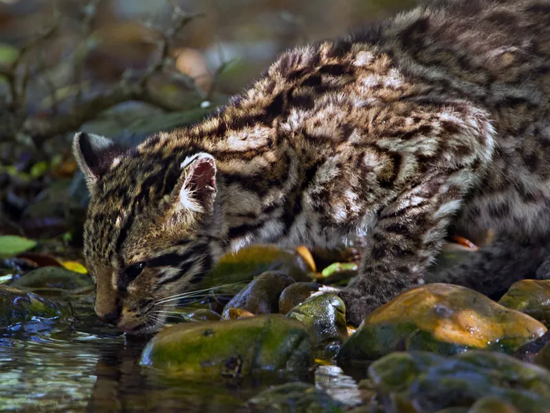Ocelote fotografiado en su entorno natural